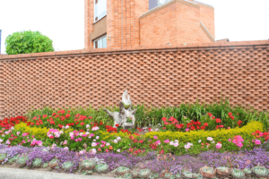 Lee más sobre el artículo 8 Consejos para cuidar tu Jardín en esta cuarentena