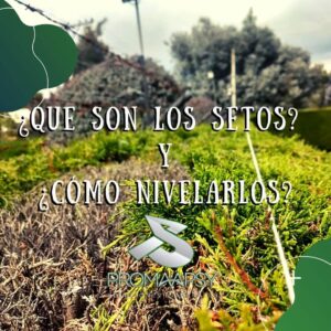 Lee más sobre el artículo ¿Sabes que es un seto?