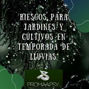 Lee más sobre el artículo Riesgos para las plantas en temporada de lluvias.