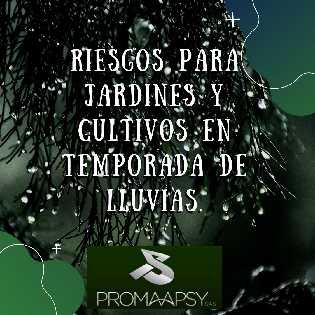 En este momento estás viendo Riesgos para las plantas en temporada de lluvias.
