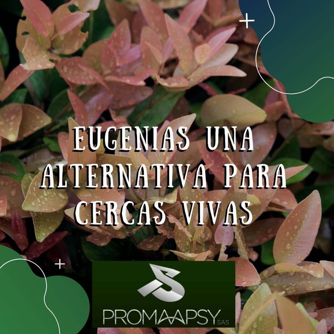 Lee más sobre el artículo Eugenias, una alternativa para cercas vivas