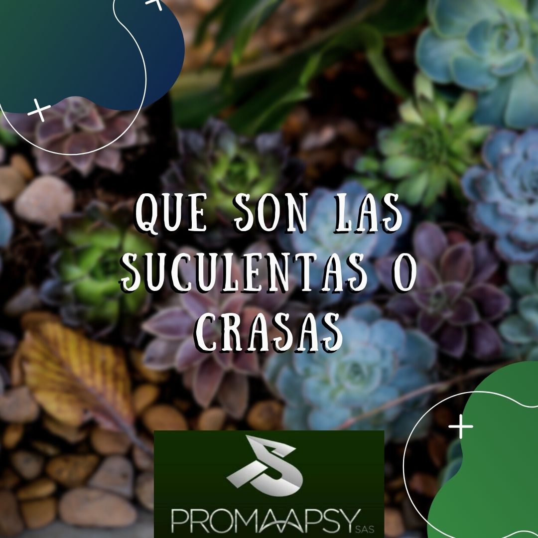 Lee más sobre el artículo Que son las Suculentas