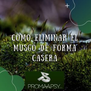 Lee más sobre el artículo Cómo eliminar el musgo de forma casera