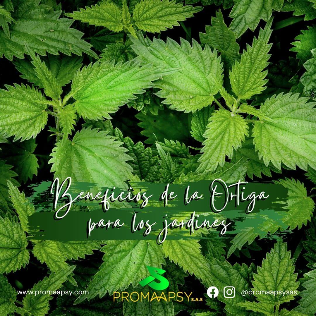 Lee más sobre el artículo Beneficios de la Ortiga para los jardines