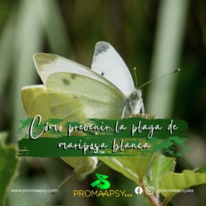 Lee más sobre el artículo Cómo prevenir la plaga de mariposa blanca