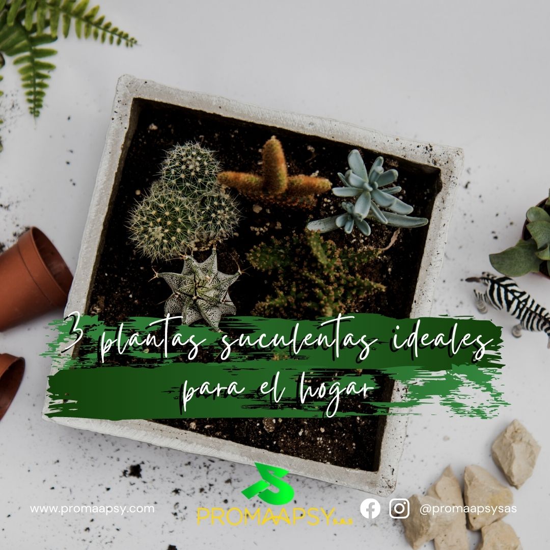 Lee más sobre el artículo 3 plantas suculentas ideales para el hogar