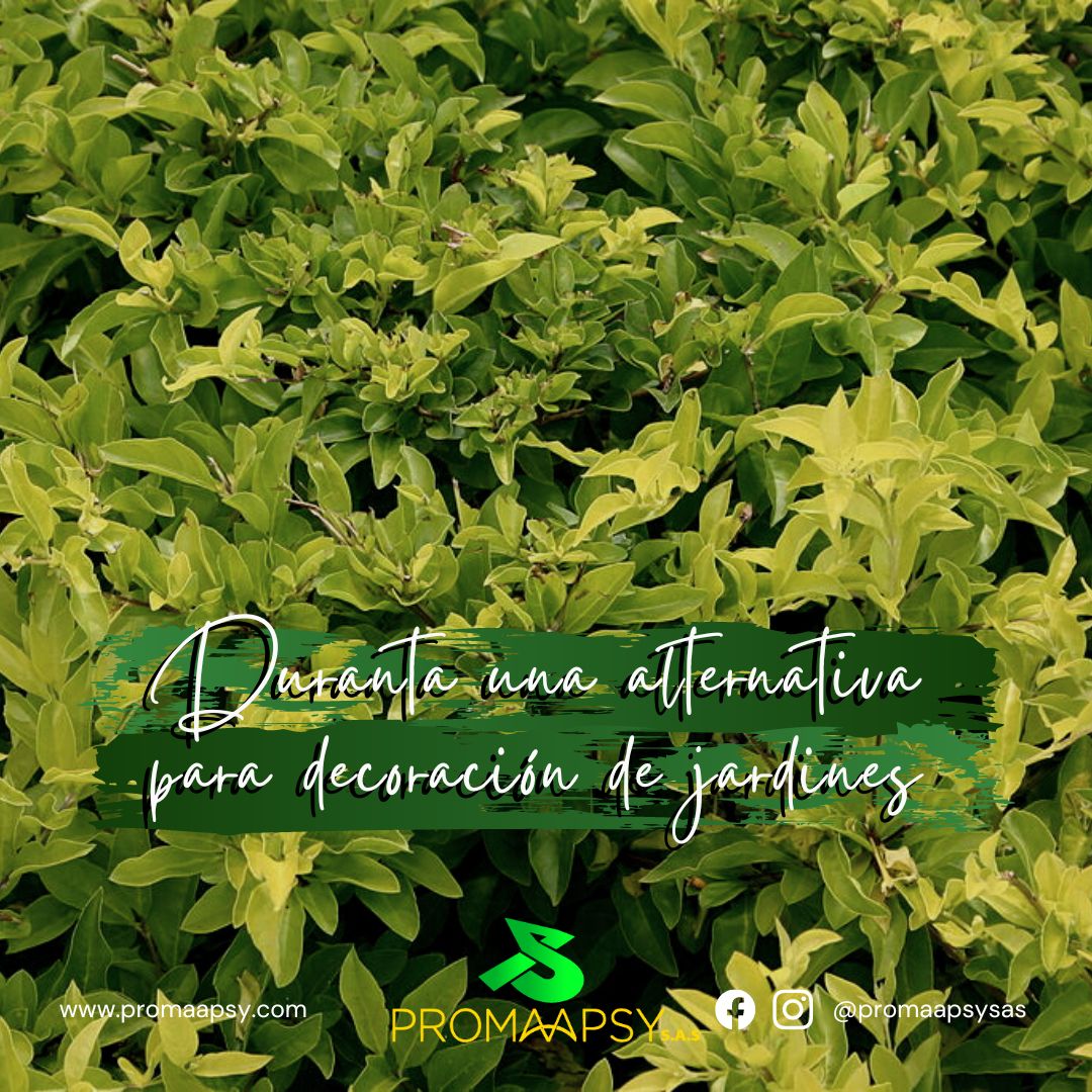 Lee más sobre el artículo Duranta una alternativa para decoración de jardines